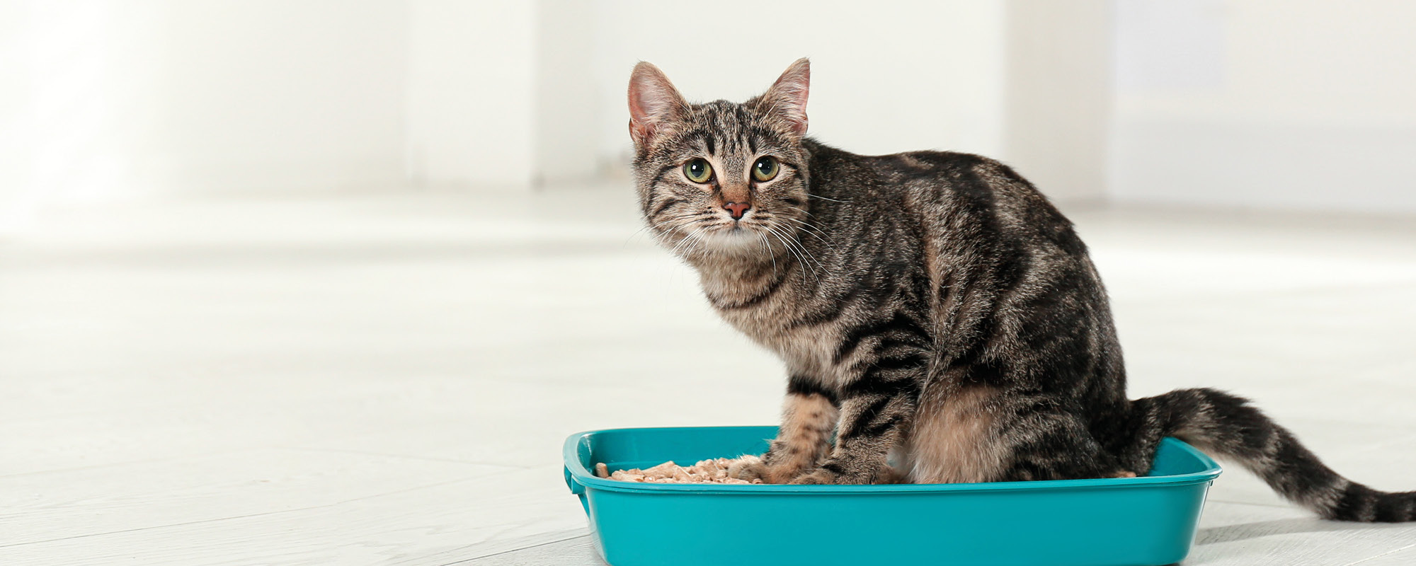 Wie reinigt man ein Katzenklo richtig? 